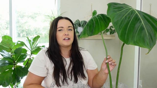 Philodendron Gloriosum Propagation | Rehabbing Rare Plants | Philodendron Gloriosum Care