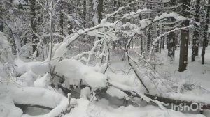 Коста Лакоста - Звенит январская вьюга (2022)