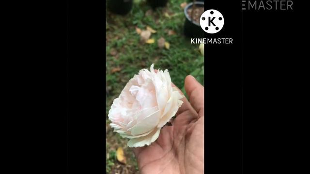PNW🌹ep2(Pretty Nina White Rose) อากาศเย็น กลีบด้านในจะเป็นสีชมพูอ่อน ดอกดก ทนร้อน
