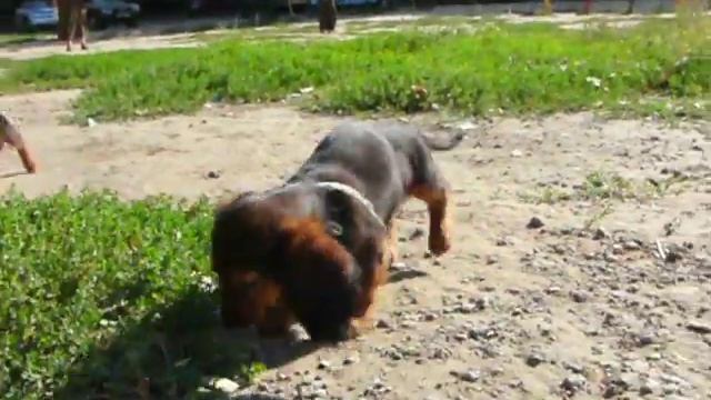 СП Сонька Золотая Ручка смотреть онлайн