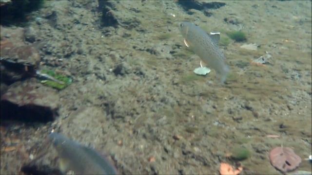 Дальневосточная рыбалка...горная река...хариус линок подводная охота рыбалка смотреть онлайн