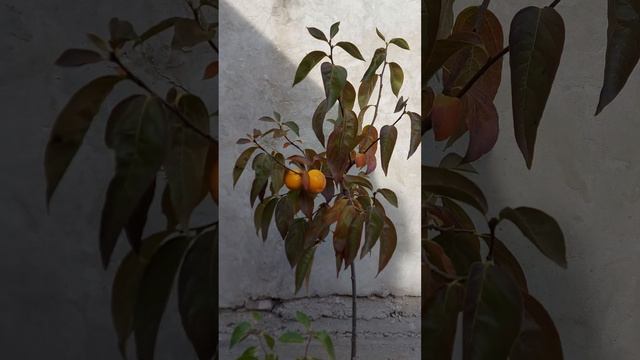 ХУРМА ТІПО смотреть онлайн