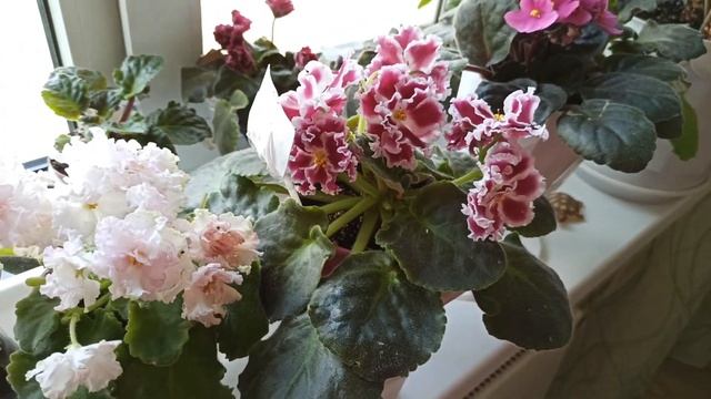 Уронила фиалку/Теперь фиалки на фитиле не упадут/African violets on the wick watering will not fall смотреть онлайн