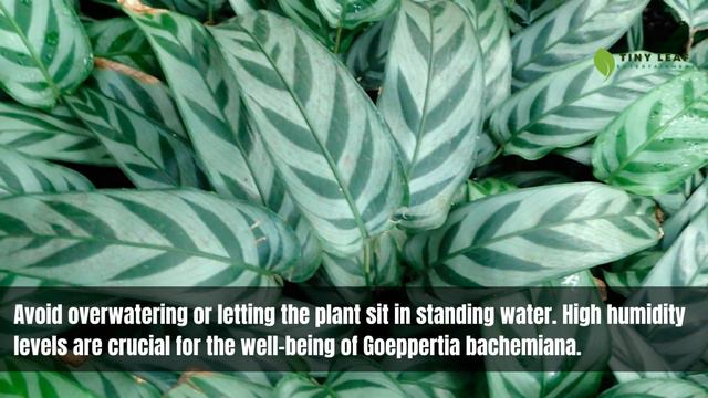 Calathea Bachemiana | 'Goeppertia Bachemiana' | Calathea Varieties смотреть онлайн
