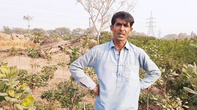 Panda ficus business || Highly Profitable business|| bonsai making in Urdu & Hindi смотреть онлайн