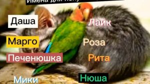 Имена для попугаев девочек и мальчиков Имена для хомяков мальчиков