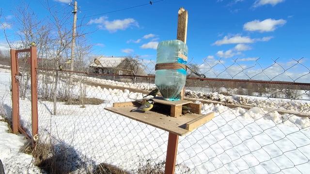 Сколько видов птиц на видео? смотреть онлайн