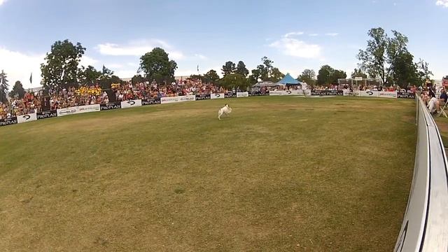 Jack Russell Agility Dog Pro Plan Incredible Dog Challenge Denver смотреть онлайн