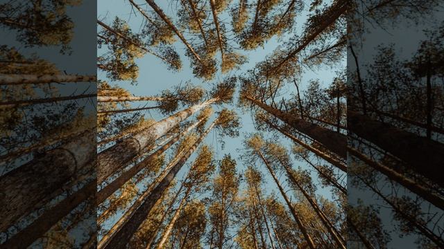 Зацикленный шум сна при коликах смотреть онлайн