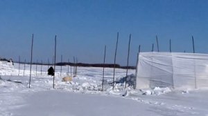 Зимняя рыбалка на Амуре - ПОЙМАЛ ХАПУГУ А В НЕЙ РЫБА 2021