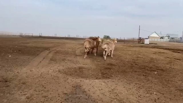 ??МАА ШАА АЛЛАХ АРАШАНДАР ТАМАШАГА @BARPYKG смотреть онлайн