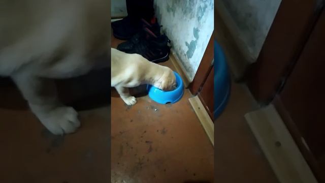 Джесси первый день в новом доме, первая еда