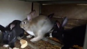 Умные клетки для кроликов