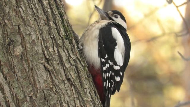 Дятел устал долбить дерево и отдыхает, Woodpecker is tired and resting смотреть онлайн