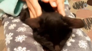 Отодектоз у кошек ЧЕМ ЛЕЧИТЬ|КАК ЛЕЧИТЬ|Ушные капли|Декта Форте