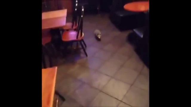 Funny animals part 7 /// Прикольные животные часть 7 смотреть онлайн