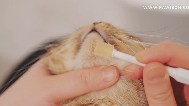 Cat's Blackheads Removal Satisfying - Dr. Pimple Popper - Cat Feline Acne