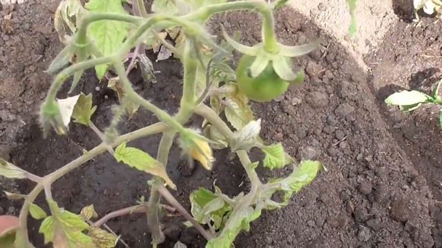 Каким томатам требуются подкормки после высадки в грунт? Ольга Чернова. смотреть онлайн