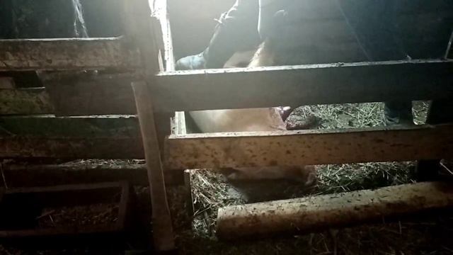 Забой кабана! ( свиньи, порося. ) смотреть онлайн