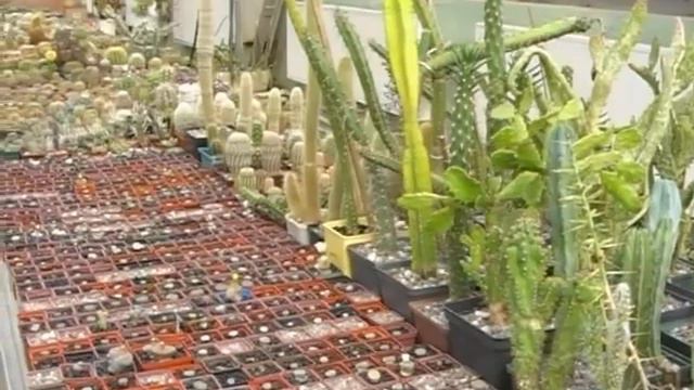 Донецкий Эдем (часть 2). смотреть онлайн