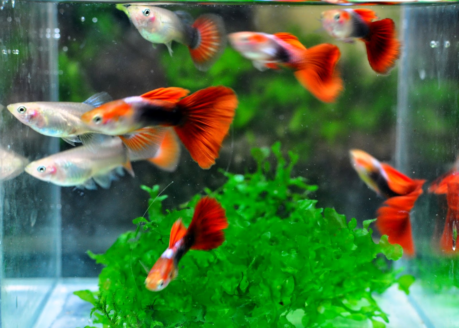 Аквариумные рыбки! Как узнать нужное количество рыбок для аквариума! Аквариумные рыбки в аквариуме! смотреть онлайн