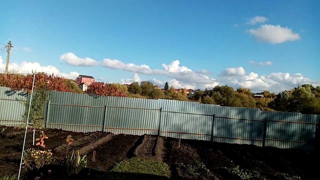 Размножаю??? Белые ИРИСЫ делением КУСТА. Пересадка на Постоянное Место. 15 октября 2022г.? смотреть онлайн