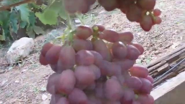 Сорт Марсело Вид и Описание смотреть онлайн