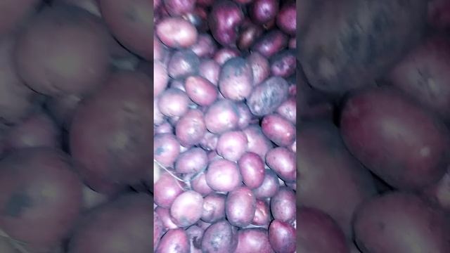 Как хранить картофель. Убираем картошку в погреб. Подготовка картофеля к длительному хранению. смотреть онлайн