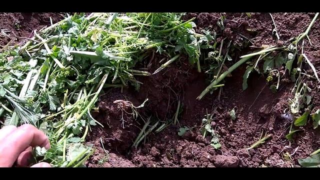 ХВАТИТ КОПАТЬ ВАШ ОГОРОД / СИДЕРАТЫ / ГОРЧИЦА КОПАЕТ САМА ЗА ВАС смотреть онлайн