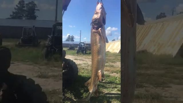 Белуга. Царь рыба! смотреть онлайн