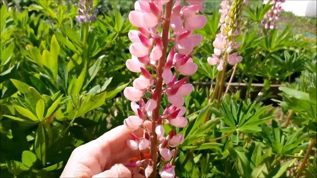 Люпины - разноцветные свечи в саду смотреть онлайн
