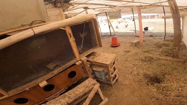 Yılın İlk Civcivi Çıktı ! 60 Günde 1 Civciv Çıkaran Gurk Tavuğu - Rekor Yumurta Toplama ! смотреть онлайн