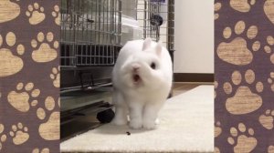 СМЕШНЫЕ КРОЛИКИ видео про кроликов ОЗВУЧКА НОВОЕ