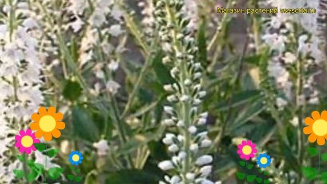 Вероника колосистая Айсикл. Краткий обзор, описание характеристик veronica icicle Icicle смотреть онлайн