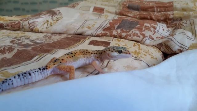 Эублефар Чипсик. На охоте. Подкрадываеться.