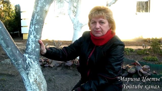 Обзор зимовки деревьев после осеннего лечения трещин коры смотреть онлайн