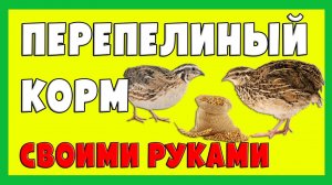 КОРМ для ПЕРЕПЕЛОВ СВОИМИ РУКАМИ