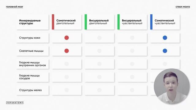 Ствол мозга #2: внутреннее строение. Краткий обзор черепных нервов смотреть онлайн