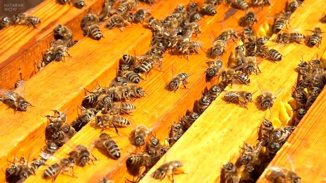 Что будет если... Пчелы исчезнут смотреть онлайн