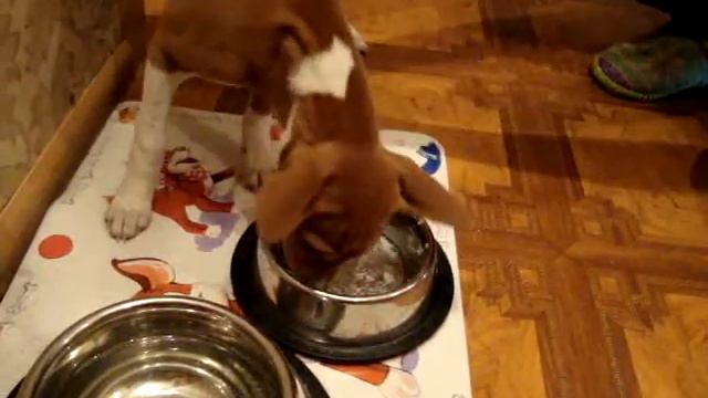 Басенджи (basenji) смотреть онлайн