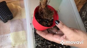 Фикус ГИНСЕНГ/ МИКРОКАРПА. Пересадка, грунт, уход.