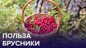 СЕРИАЛ: ОСЕННИЕ ЯГОДЫ ЗДОРОВЬЯ. БРУСНИКА | Доктор 24