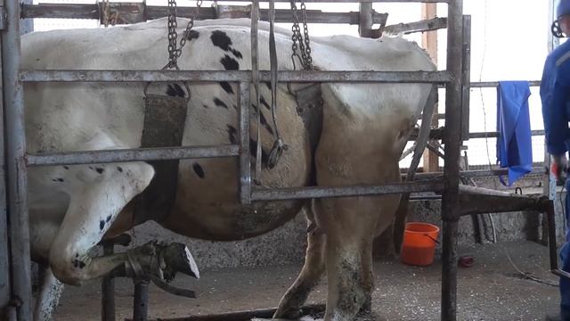 Мастер-класс: расчистка копыт КРС смотреть онлайн