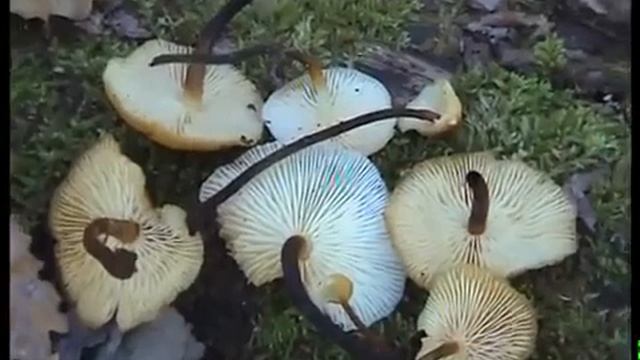 Фламмулины - Зимние опята на бревне в лесу. Смоленск. смотреть онлайн