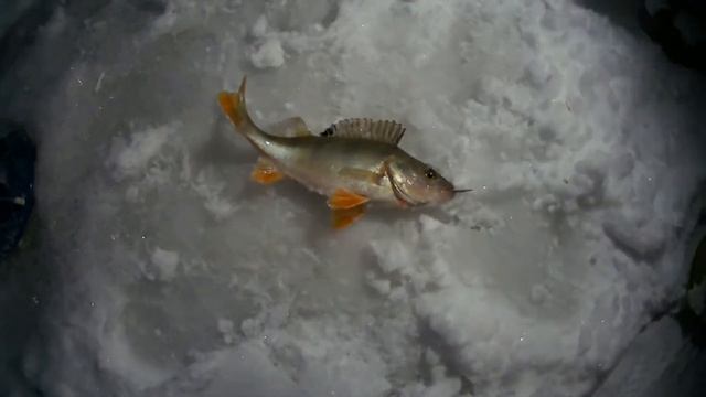 Рыбалка в Подмосковье 2022. Рыбалка на жерлицы зимой. смотреть онлайн