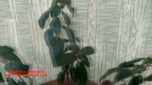 РУЭЛЛИЯ, уход, прищипка, ФОРМИРУЕМ КРОНУ. Комнатные растения