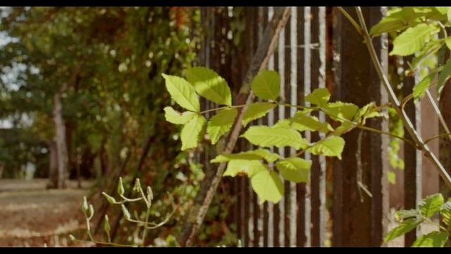 CANON EOS M, 5K ANAMORPHIC, TAKUMAR-A F2.8 28MM TEST (Magic Lantern)