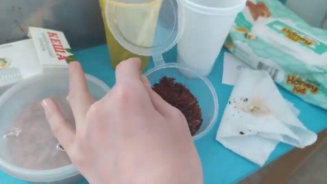 ?ТАКОЕ ВЫ НЕ ВИДЕЛИ? УЛИТКА ОТЛОЖИЛА КЛАДКУ. Что делать если хочешь оставить себе улитку