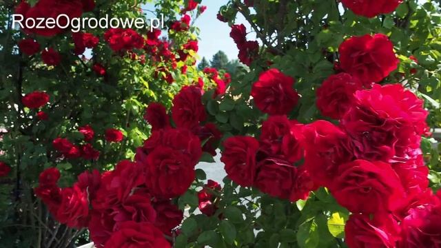 Róża pnąca 'AMADEUS'® смотреть онлайн