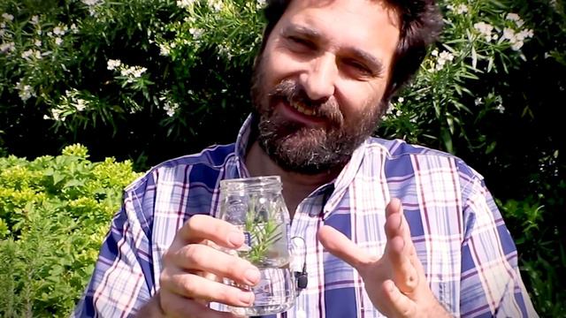 COMO REPRODUCIR ROMERO FACIL EN AGUA 🌿 ENRAIZA AL TOQUE смотреть онлайн